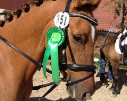 dressage horse Diamond Dancer (German Riding Pony, 2006, from HB Daylight)