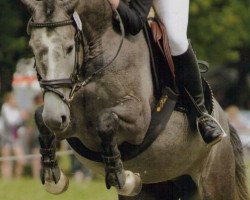 broodmare White Queen (Holsteiner, 2006, from Cypriano)