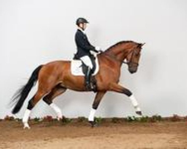 dressage horse De Londo (Holsteiner, 2008, from de Chirico)