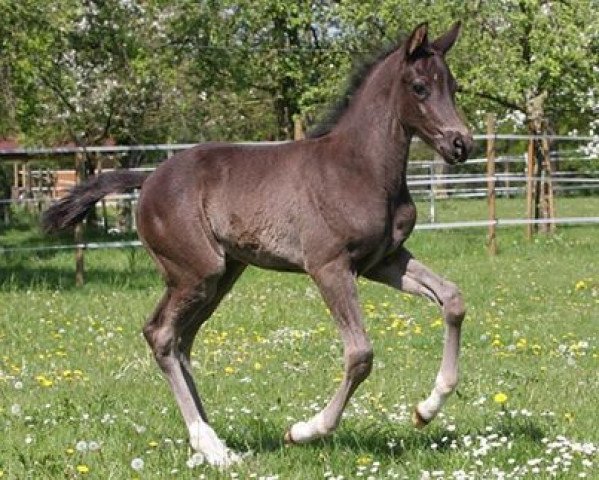 stallion Hengst von Sorento / Dorpas AA (Westphalian, 2016, from Sorento OLD)