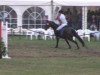 jumper Rien ne va plus 39 (Hanoverian, 2005, from Royaldik)