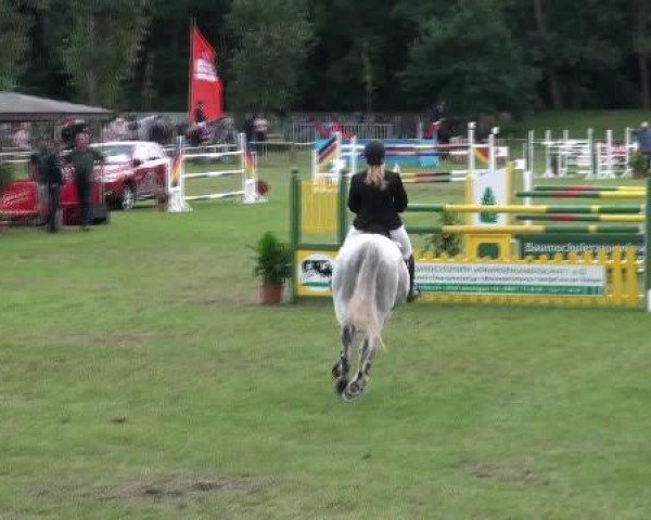jumper Gerda 53 (German Sport Horse, 2003, from Goldex)