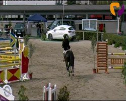 Springpferd Cassedy A (Hannoveraner, 2002, von Contendro I)