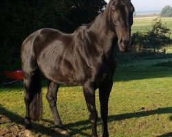 broodmare Rosanna (Hanoverian, 1996, from Rabino)