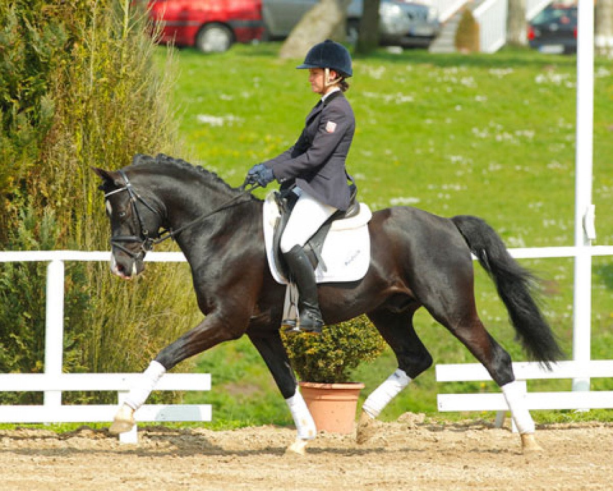 Deckhengst Schierensees Have Good Time (Deutsches Reitpony, 2006, von Harvard)