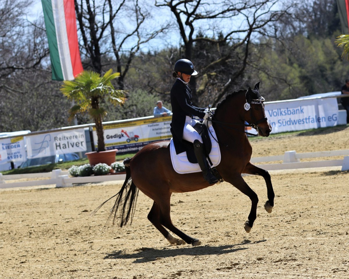 broodmare Cute Summerwine de Luxe (German Riding Pony, 2010, from FS Champion de Luxe)