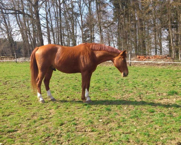 Pferd Amigo 1330 (Württemberger, 2000, von Ameretto)