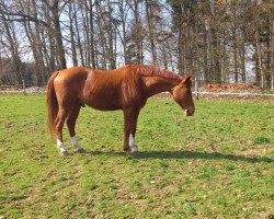 Pferd Amigo 1330 (Württemberger, 2000, von Ameretto)