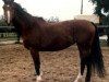 horse Kerrin (Holsteiner, 1973, from Mambo)