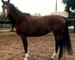 broodmare Kerrin (Holsteiner, 1973, from Mambo)