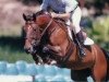 broodmare Night and Day (KWPN (Royal Dutch Sporthorse), 1995, from Amaretto D I)