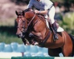 broodmare Night and Day (KWPN (Royal Dutch Sporthorse), 1995, from Amaretto D I)