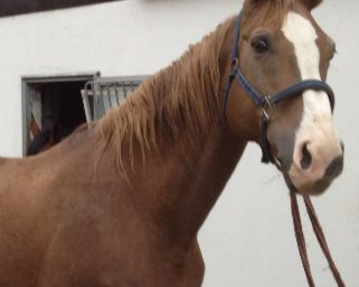 broodmare Djerba (Westphalian, 1995, from Dinard L)