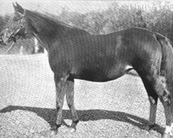 broodmare Perdita II xx (Thoroughbred, 1881, from Hampton xx)