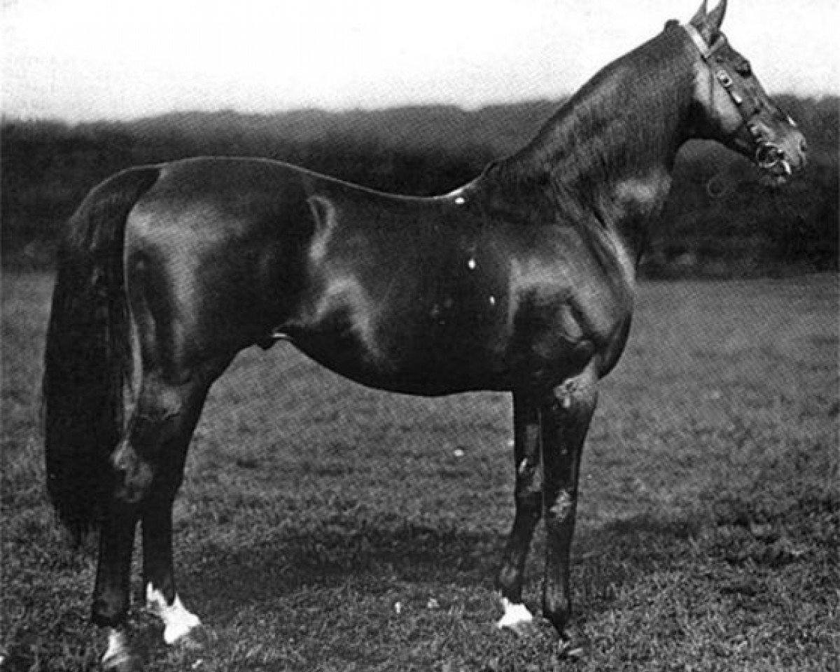 Deckhengst Florizel xx (Englisches Vollblut, 1891, von Saint Simon xx)