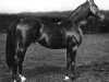 stallion Florizel xx (Thoroughbred, 1891, from Saint Simon xx)