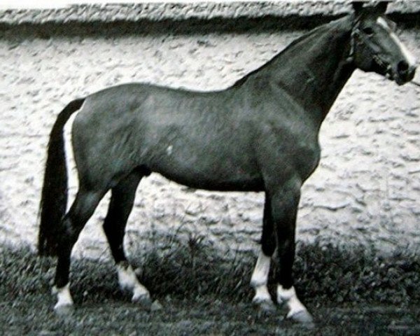 stallion Dynamique (Selle Français, 1969, from Ibrahim AN)