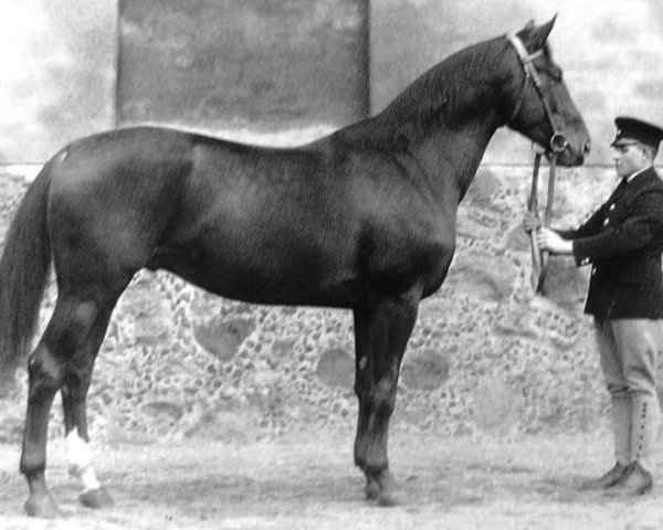 stallion Alaskafuchs (Trakehner, 1923, from Panzerturm)