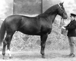 stallion Alaskafuchs (Trakehner, 1923, from Panzerturm)