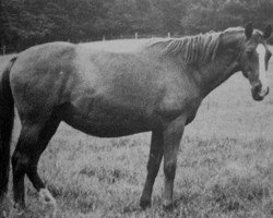 Zuchtstute Arbeitgeberin (Trakehner, 1938, von Alaskafuchs)