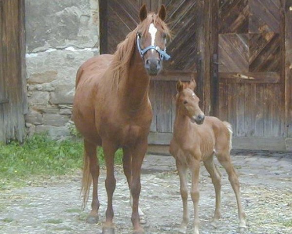 broodmare Valerina B (German Riding Pony,  , from Valentino)