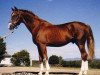 horse Unkenruf (Trakehner, 1970, from Donauwind)