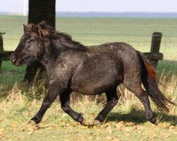 Zuchtstute Anemone-H v.d. Wechterholt (Shetland Pony, 2007, von Herben v. st. Geerhof)