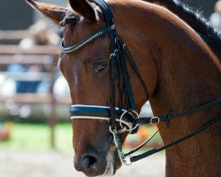 broodmare Funny Lady 12 (Oldenburg, 2004, from Harvard)