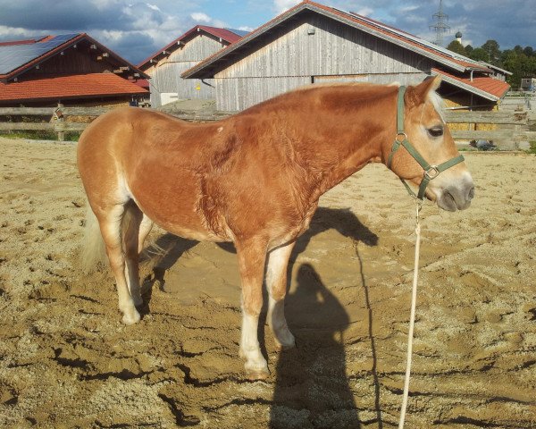 horse Navajo (Haflinger, 1999, from Norian (7,81% ox))