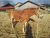 horse Navajo (Haflinger, 1999, from Norian (7,81% ox))