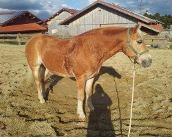 Pferd Navajo (Haflinger, 1999, von Norian (7,81% ox))