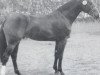 stallion Redfort (Holsteiner, 1986, from Rebel Z I)