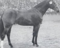 stallion Redfort (Holsteiner, 1986, from Rebel Z I)