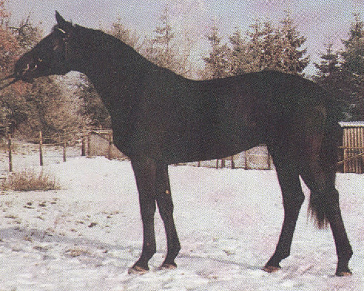 Deckhengst Leonhard (Hannoveraner, 1983, von Lombard)