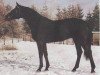 stallion Leonhard (Hanoverian, 1983, from Lombard)