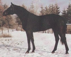 stallion Leonhard (Hanoverian, 1983, from Lombard)