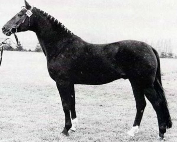 stallion Waechter (Hanoverian, 1970, from Wicht)