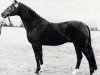 stallion Waechter (Hanoverian, 1970, from Wicht)