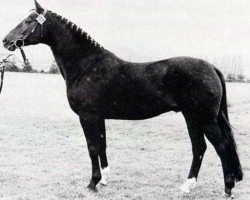 stallion Waechter (Hanoverian, 1970, from Wicht)