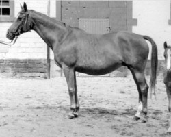 Zuchtstute Halensee (Trakehner, 1942, von Hannibal)