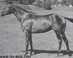 broodmare Hymne (Trakehner, 1948, from Sporn)