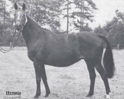 broodmare Hymnia (Trakehner, 1966, from Impuls)