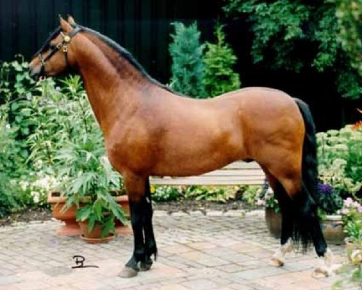 stallion Rowol's Poko (Welsh-Pony (Section B), 1992, from Blethni Puck)