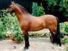 stallion Rowol's Poko (Welsh-Pony (Section B), 1992, from Blethni Puck)