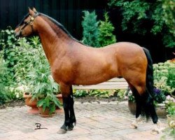 Deckhengst Rowol's Poko (Welsh Pony (Sek.B), 1992, von Blethni Puck)