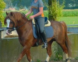 stallion Den Bramel's Baye (Welsh-Pony (Section B), 1997, from Rowol's Poko)