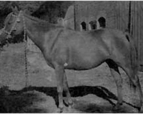 broodmare Galka ox (Arabian thoroughbred, 1946, from Marabut ox)