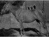 Zuchtstute Galka ox (Vollblutaraber, 1946, von Marabut ox)