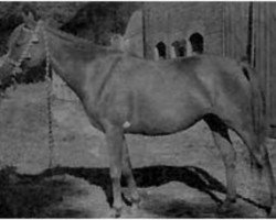 broodmare Galka ox (Arabian thoroughbred, 1946, from Marabut ox)