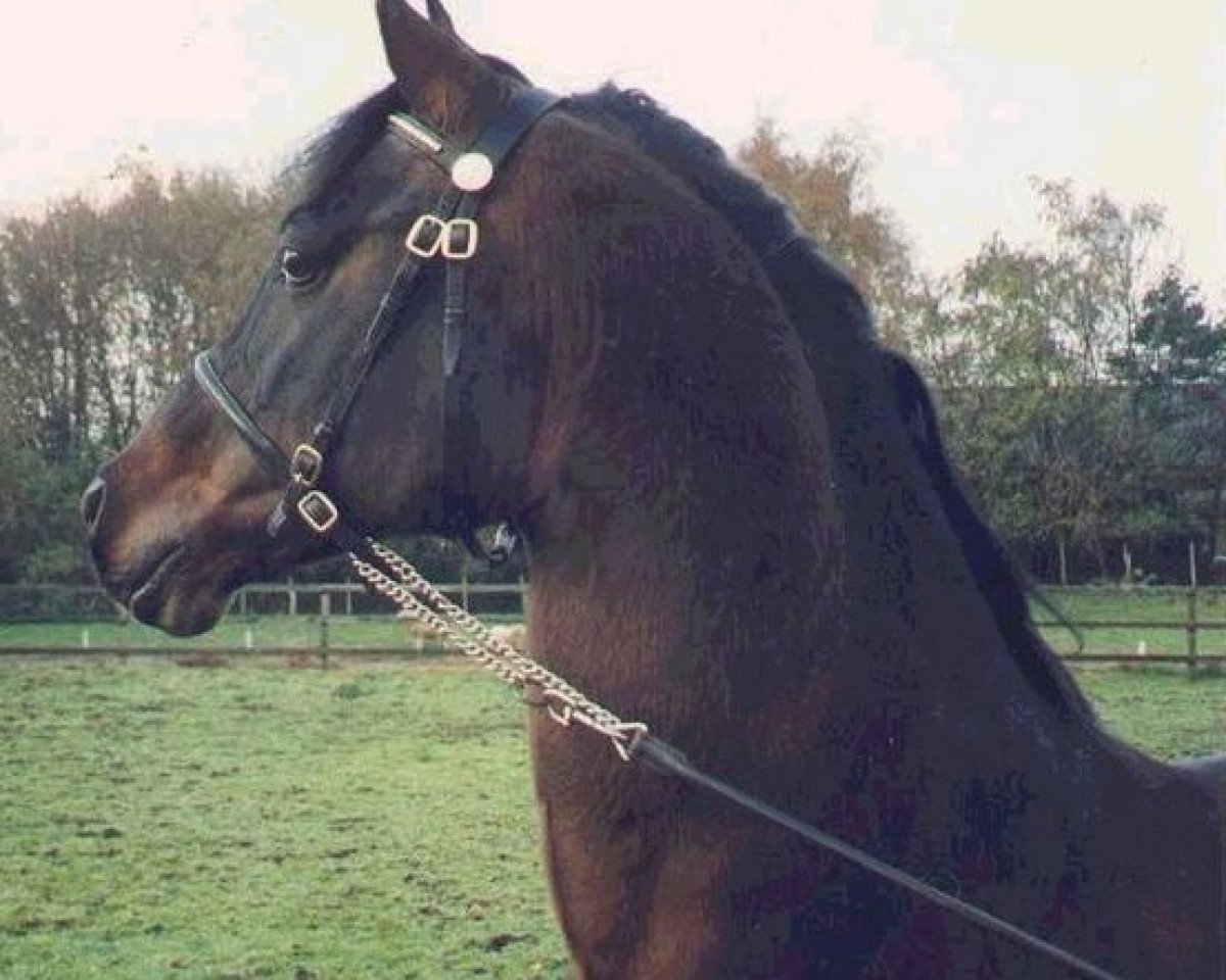 stallion Flora's Hof Peter Pan (Nederlands Welsh Ridepony, 1981, from Downland Folklore)